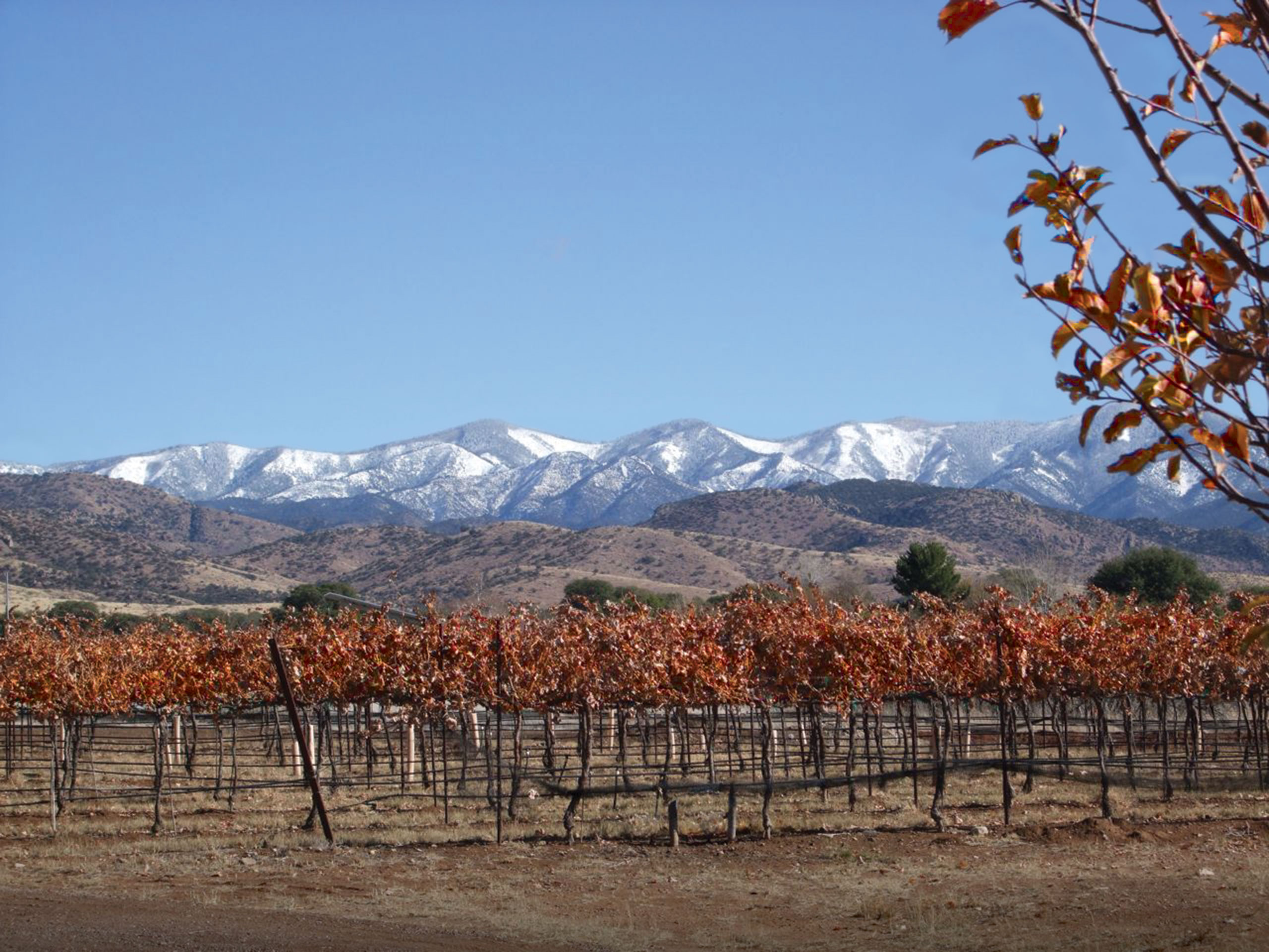 Willcox Wine Country Arizona Farm Wineries located in Cochise and